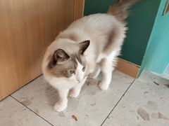 -飞行喵MR PILOT|猫舍·猫咖(静安大融城店)
