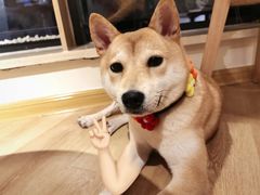 -柴犬小屋·柴餐厅·狗咖食堂(金鼎广场店)