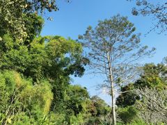 -中国科学院西双版纳热带植物园