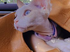 -萌兽医馆·犬猫专科·眼科中心·宠物医院(朝阳门分院)