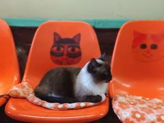 -猫咪博物馆(顶澳仔猫街店)