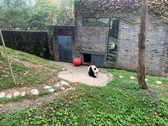 -都江堰中华大熊猫苑