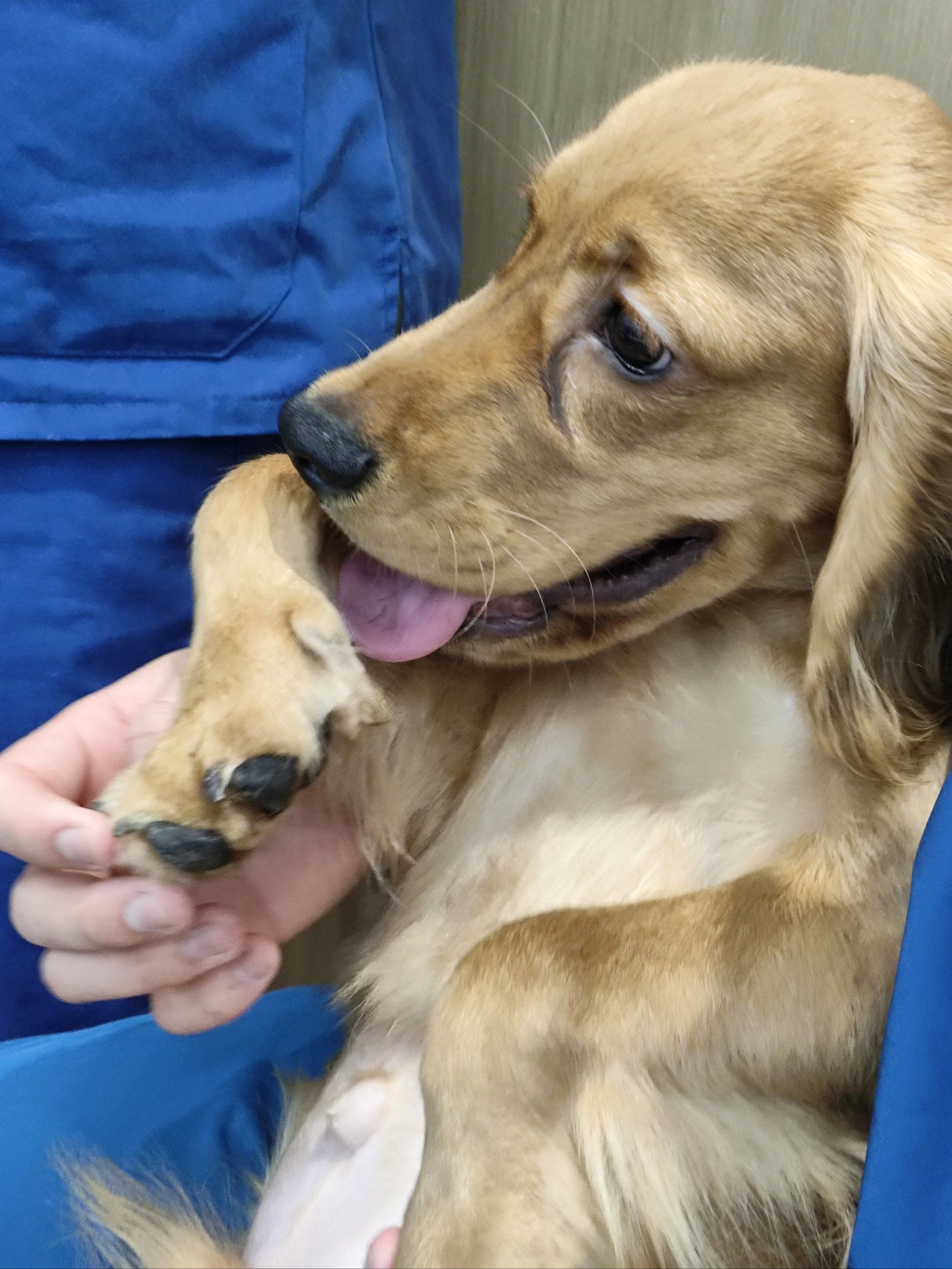 可卡犬