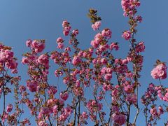 -顾村公园