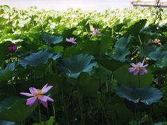 -莲花池公园
