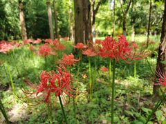 -东平国家森林公园