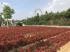 -广东花都香草世界旅游度假区