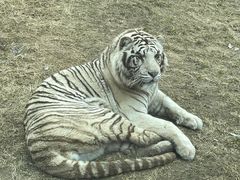 -北京野生动物园