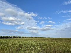 -陆姓崇明糕专卖(陈家镇店)