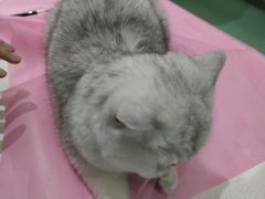 -北京观赏动物医院·24小时大型综合·猫专科·异宠专科