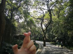 -灵谷景区