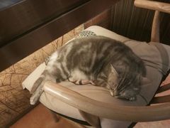 -more than meow吴止猫主题餐厅(承德 中船汇店)