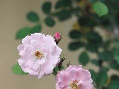 -颐和路民国时期公馆-风貌区