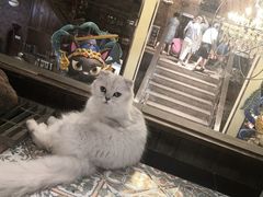 -more than meow吴止猫主题餐厅(承德 中船汇店)