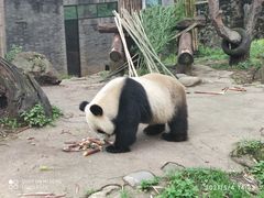 -都江堰中华大熊猫苑