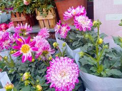 -金陵花卉交易市场