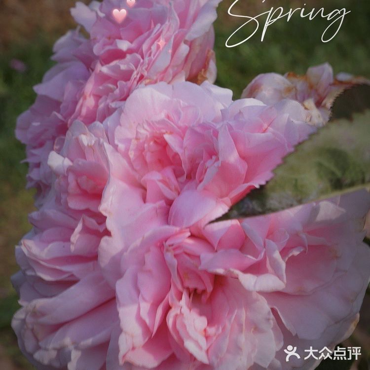 深圳花海公园⛲️|如油画般的月季花悄悄开了🌹