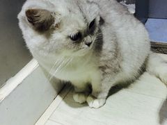 -喵的天空名猫咖啡馆·撸猫·猫舍·用品