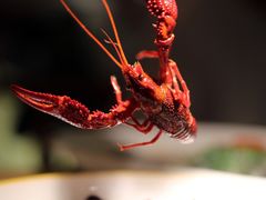 龙虾-江南郡府(天宝路店)