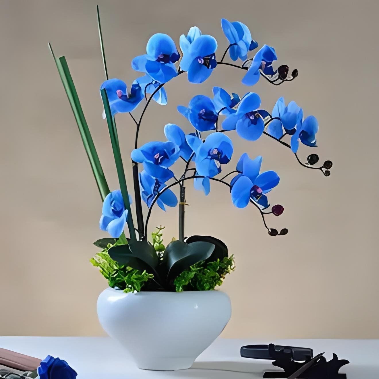 兰花花语,寓意美好生活