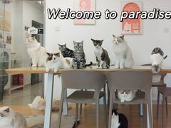 -有喵·猫咖·狗咖·30几只猫10只小狗(岗厦店)