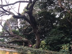 -普陀山慧济禅寺