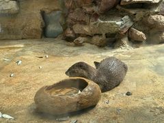 -广州长隆飞鸟乐园