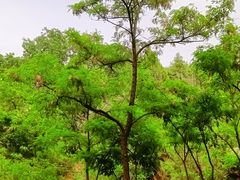 -白水寺森林公园