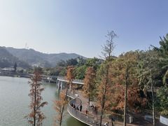 -银湖山郊野公园-相思林