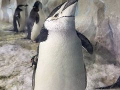 -大连圣亚海洋世界