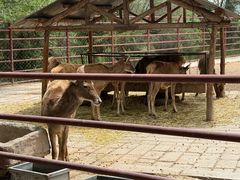 -青藏高原野生动物园