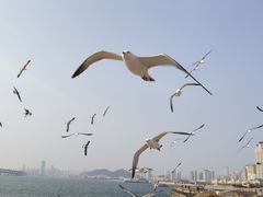 -星海湾跨海大桥