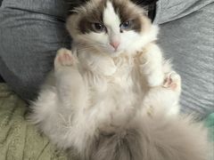 -唐小姐の猫狗洗护·购宠旗舰店(周浦万达店)