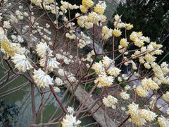 -合肥滨湖国家森林公园