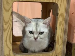 -BABIT巴比特宠物(MOMOPARK店)