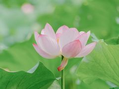 -莫愁湖公园