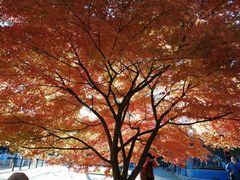 -大望京公园