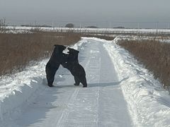 -黑瞎子岛探秘野熊园