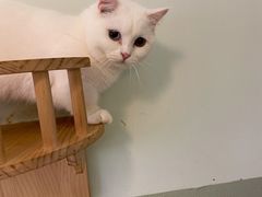 -MOYOYO猫咪咖啡店