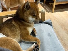 -南京Hallo宠物乐园·哈罗犬舍·柴犬繁育基地
