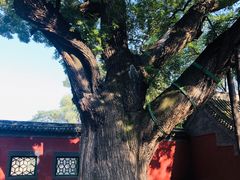 -晋祠公园