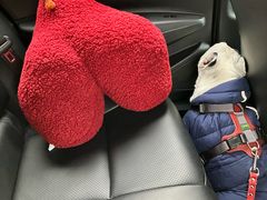 -北京派仕佳德动物医院·超导核磁·CT·神经科·骨科·内外科·急重症管理中心