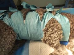 -佳怡动物医院·平价24小时·猫专科骨外科