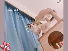 -猫大福·Fortune Cat猫舍(百子湾店)