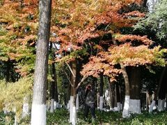 -青枫公园