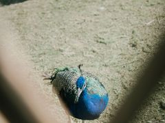 -东平国家森林公园