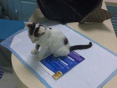 -莘程宠物医院(金山店)