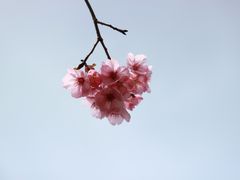 -顾村公园
