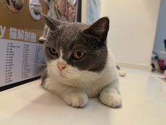 -御宝贝·A梦猫科宠物医院(国际猫友好医院)