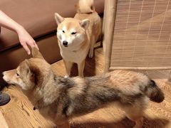 -柴务处·柴犬主题狗咖